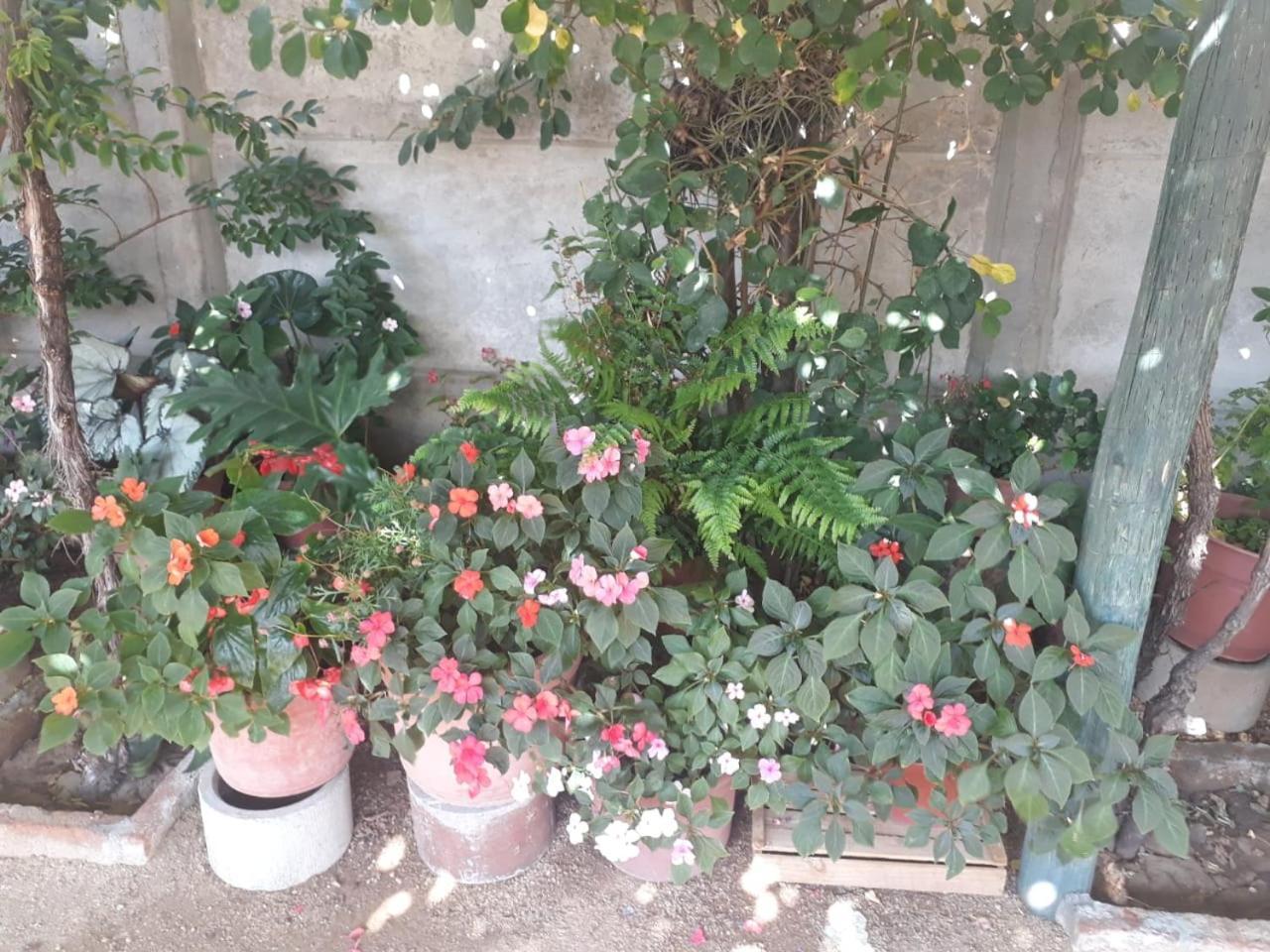 La Casa De Las Flores Lolol Εξωτερικό φωτογραφία